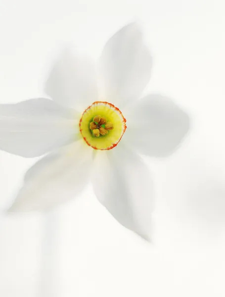 Narciso blanco . — Foto de Stock
