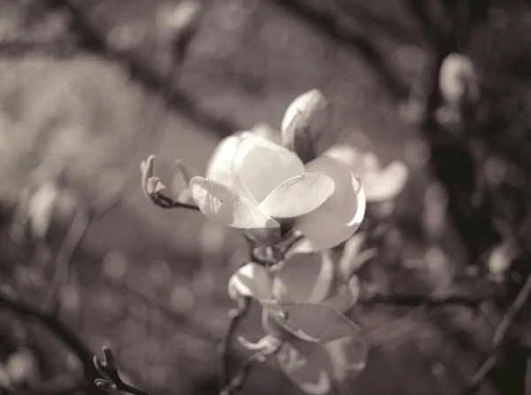 Magnolia flower. — Stock Photo, Image