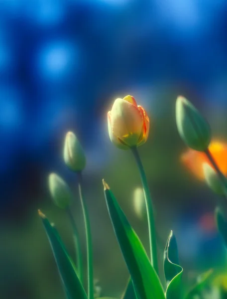 Tulpen. — Stockfoto