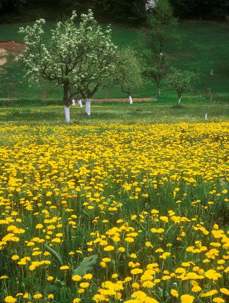 Sarı dandelions. — Stok fotoğraf