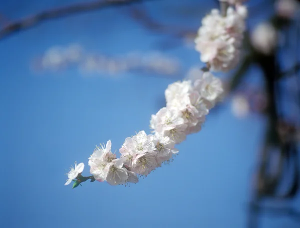 Blossoming tree. — Stock Photo, Image