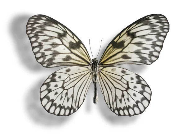 Mariposa aislada en blanco . — Foto de Stock