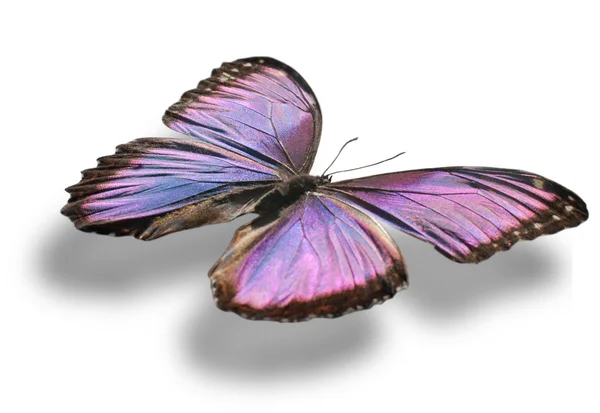 나비 흰색 절연. — 스톡 사진