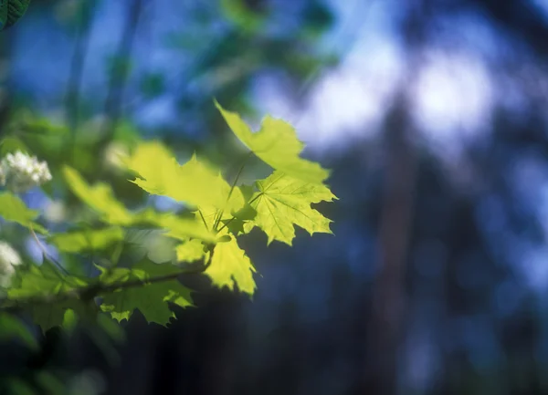 Primavera. — Fotografia de Stock