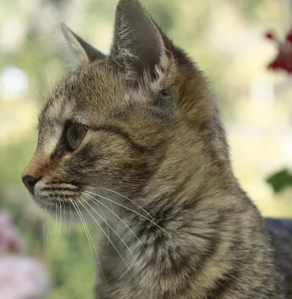 Kahverengi gözlü kedi portresi — Stok fotoğraf