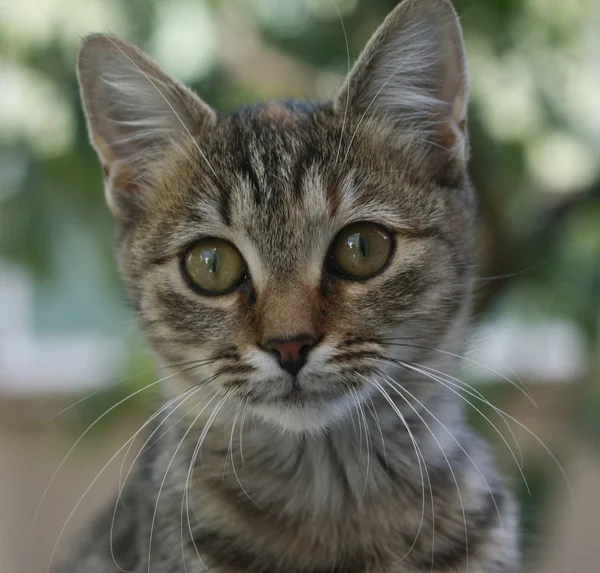 Retrato de gato de olhos castanhos — Fotografia de Stock