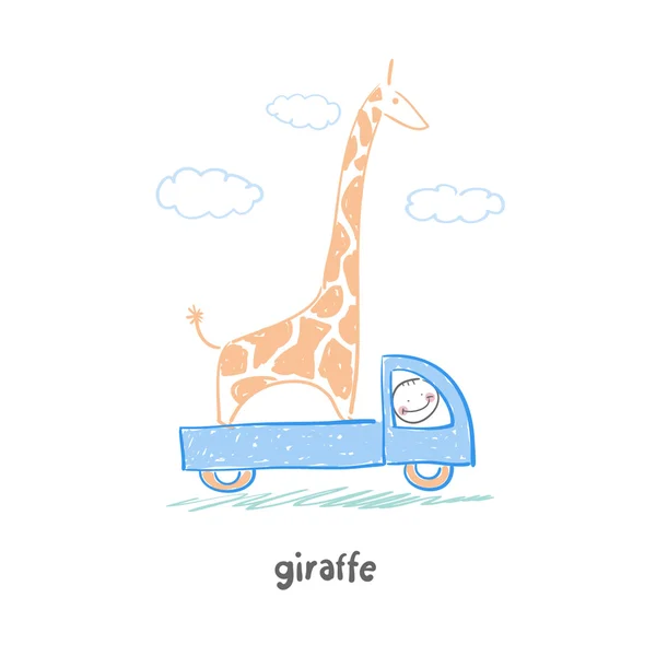 Girafa — Vetor de Stock