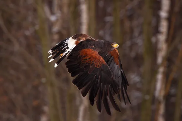 Harris Hawk lat. Parabuteo unicintus — Stock Photo, Image