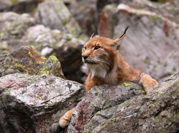 Lince eurasiano — Fotografia de Stock