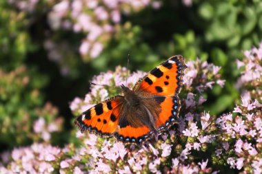 Kelebek smal bağa kekik üzerine