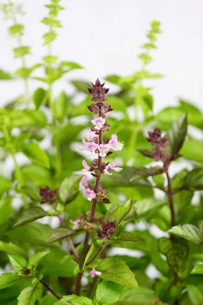 Sweet basil, Ocimum basilicum — Stock Photo, Image