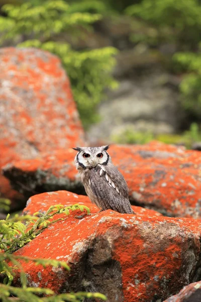 Södra Citronfläckad dvärguv — Stockfoto