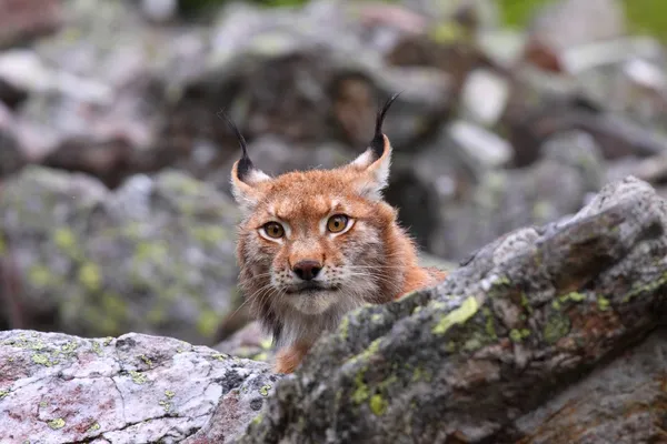 Lince eurasiano — Fotografia de Stock