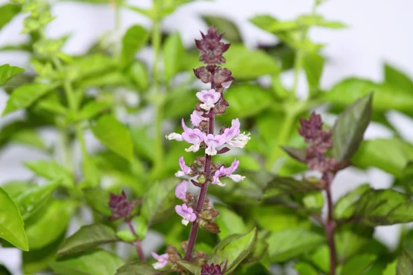 Sweet basil , Ocimum basilicum — Stock Photo, Image