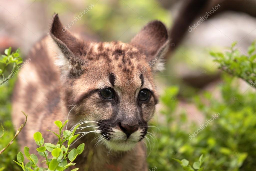 puma kitten