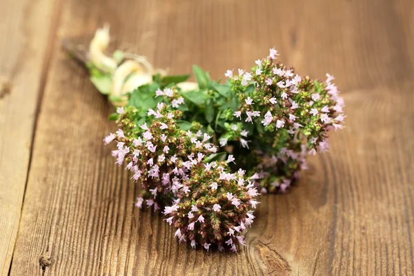 Blooming oregano — Stock Photo, Image