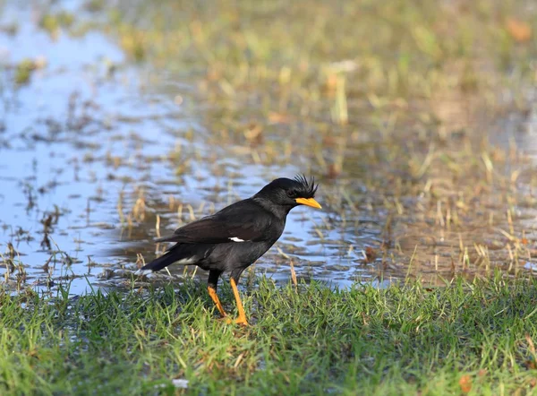 Grande Myna, Acridotheres grandis — Fotografia de Stock