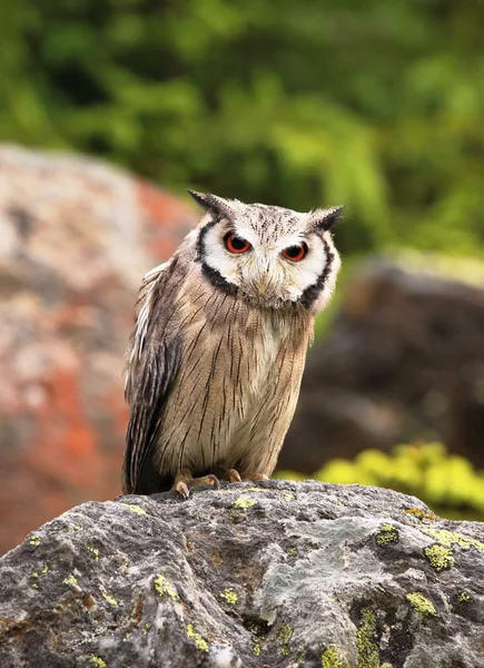 Búho Scops de cara blanca del sur —  Fotos de Stock