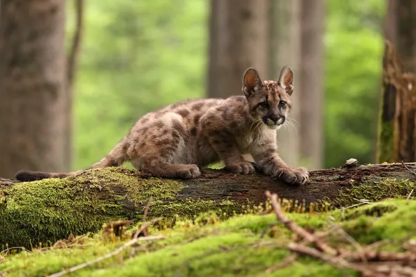 Puma kotě — Stock fotografie