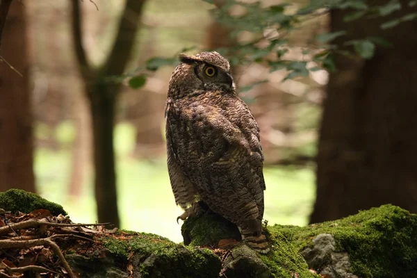 Great Horned Owl, Bubo virginianus — Stockfoto