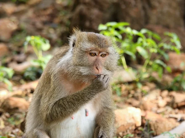 Makak (macaca fascicularis) — Stock fotografie