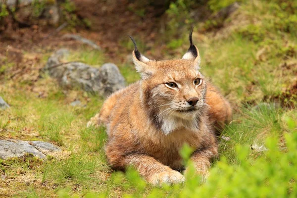 Euraziatische lynx — Stockfoto