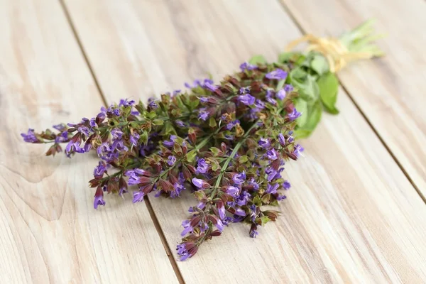 Blooming sage — Stock Photo, Image