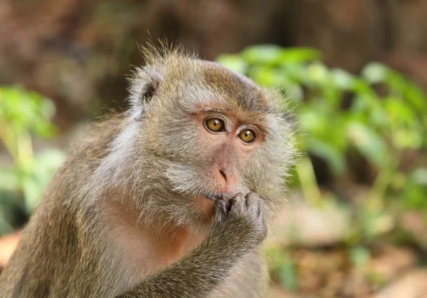 Bonnet makaka (macaca fascicularis) — Stock fotografie