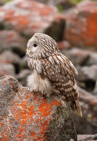 Ural owl on a rock with red lichen — Stock Photo, Image