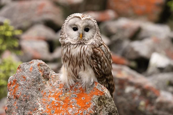 Ural owl — Stock Photo, Image