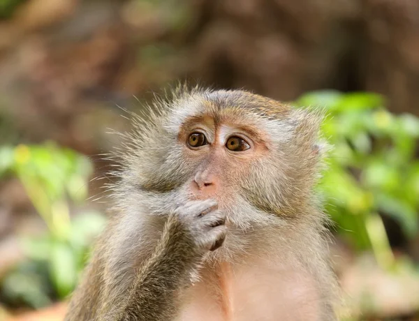 Bonnet Macaque  (Macaca fascicularis) Royalty Free Stock Images