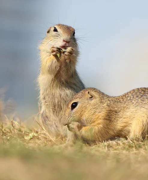 Scoiattolo terriccio europeo, lat.Spermophilus citellus — Foto Stock