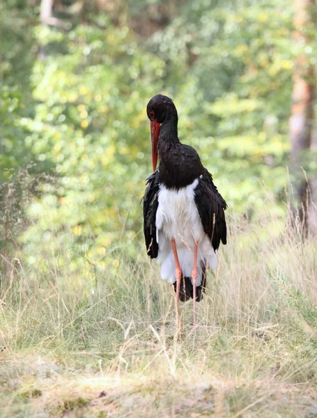 Svart stork, ciconia nigra — Stockfoto