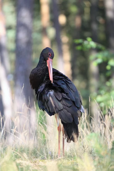 Svart stork, ciconia nigra — Stockfoto