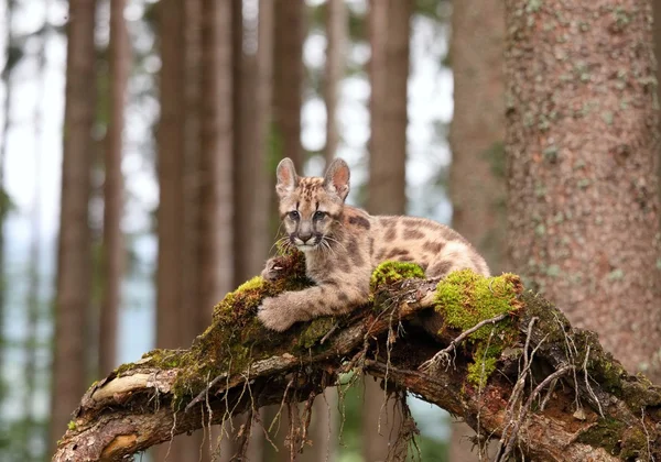 Puma cub — Stockfoto