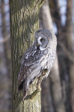 Great Grey Owl or Lapland Owl  clipart