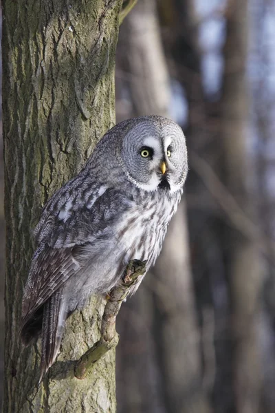 Grote grijze uil of lapland uil — Stockfoto