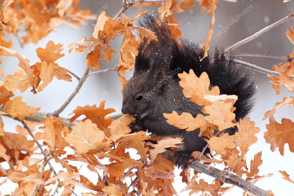 Red squirrel in winter, black form
