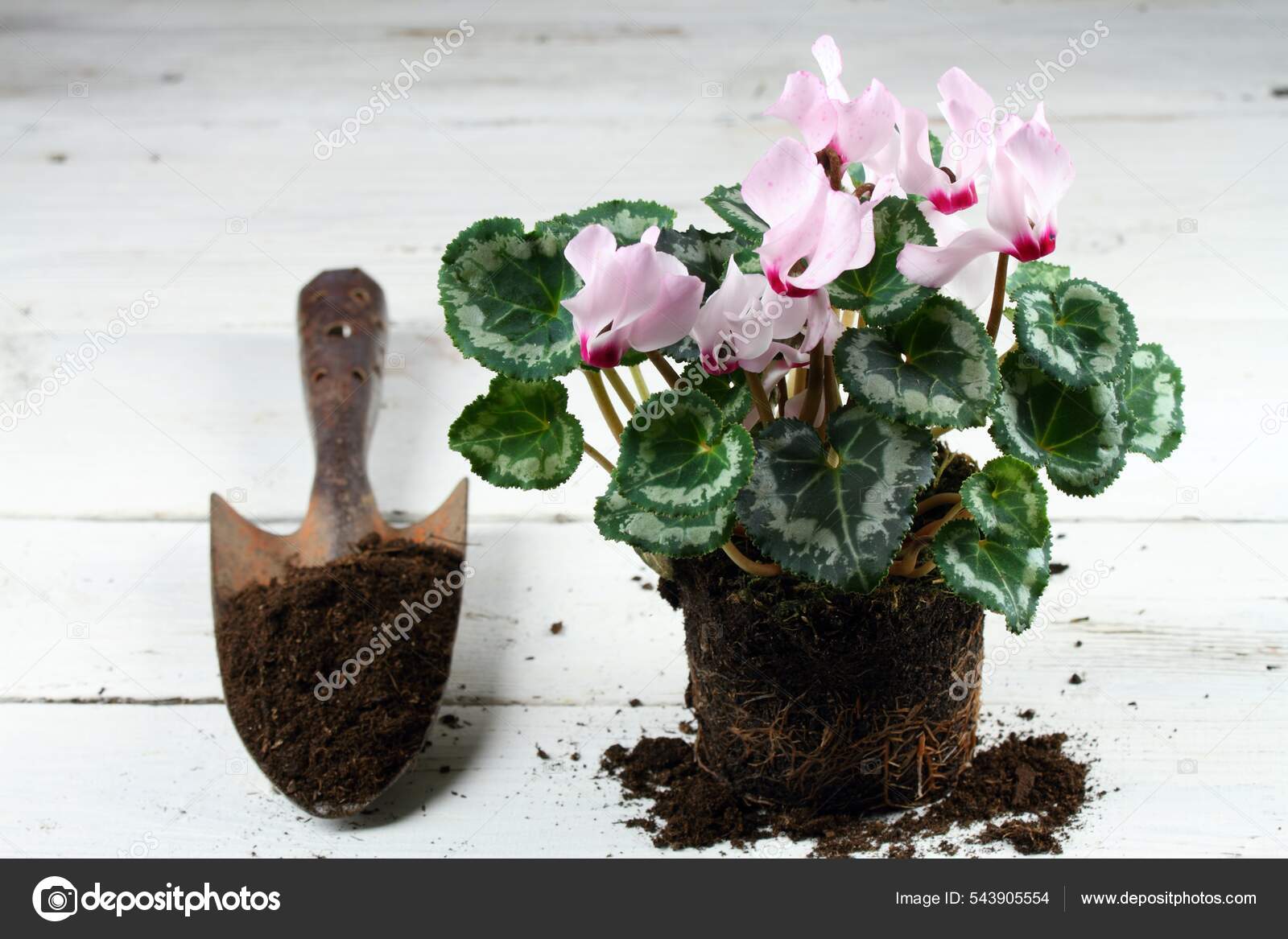Fotos de Flor de cyclamen persicum, Imagens de Flor de cyclamen persicum  sem royalties | Depositphotos