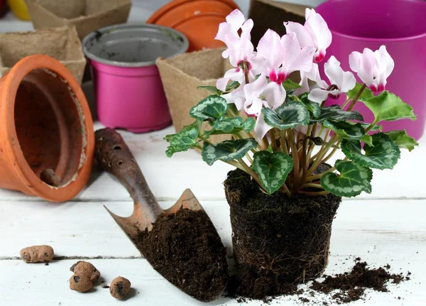 Replantação Flor Ciclame Rosa Transplante Cyclamen Persicum Vasos Flores Uma — Fotografia de Stock