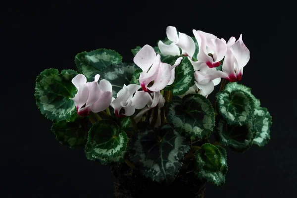 Flor Ciclamen Rosa Iluminada Por Lado Derecho Hermosa Cyclamen Persicum —  Fotos de Stock