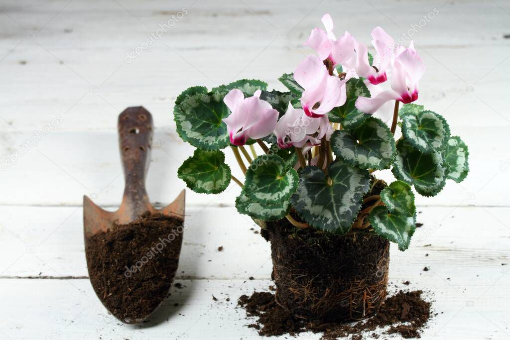 Replanting of pink cyclamen flower. Transplanting of Cyclamen persicum, a shovel  with dirt on white wooden table. 