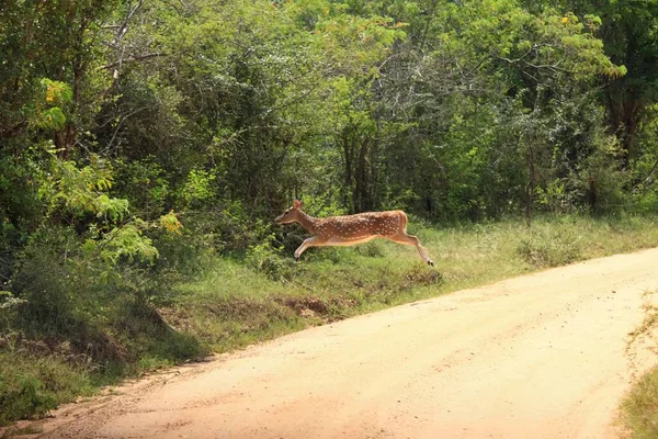 Female Sri Lankan Axis Deer Axis Axis Ceylonensis Jump Also — Stock Photo, Image