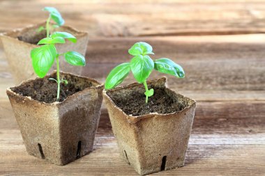 Turba kaplarında taze fesleğen fideleri. Biyolojik çözünürlükte küçük fesleğen, kahverengi ahşap masa..  