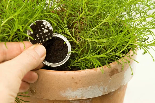 用在花盆中配制的浓缩咖啡胶囊制成咖啡地面 如何以环保 廉价的方式为植物和花卉施肥 — 图库照片