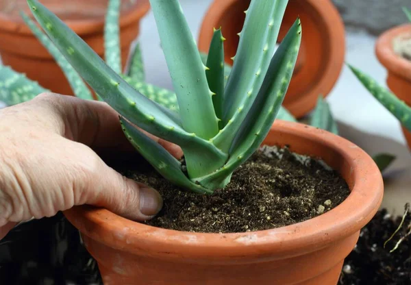 Neupflanzung Von Aloe Vera Gartenarbeit Hause Pflanzung Von Aloe Vera — Stockfoto
