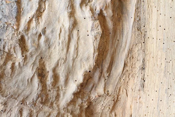 Ein Teil Des Alten Baumstammes Mit Löchern Vom Holzwurm Hellbrauner — Stockfoto