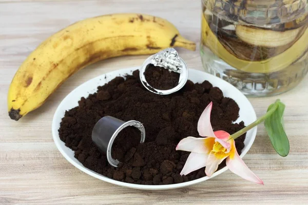 咖啡用浓缩咖啡胶囊和香蕉皮制成的咖啡地面 以便更好地生长 如何给植物和花卉施肥 既环保又便宜 用矮郁金香装饰 — 图库照片