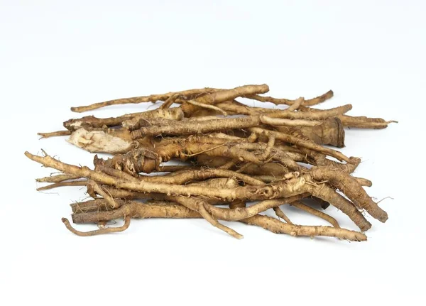 Fresh Dandelion Roots Lat Taraxacum Officinale White Very Good Detoxication — Stockfoto