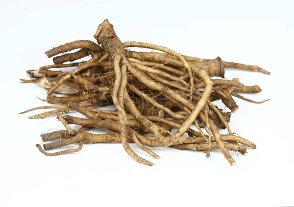 Fresh Dandelion Roots Lat Taraxacum Officinale White Very Good Detoxication — Zdjęcie stockowe